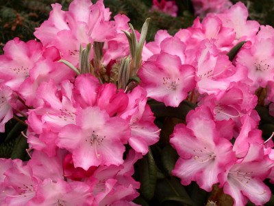 Rhododendron Yakushimanum Emanuela