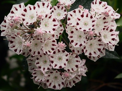 Kalmia latifolia Freckles