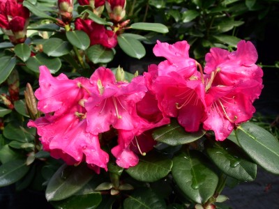 Rhododendron williamsianum Wilbrit