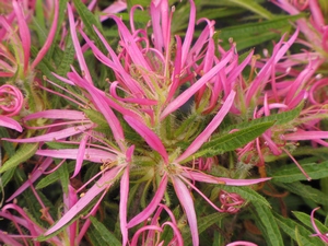 Azalee stenopetalum Linearifolium