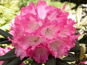 Rhododendron Yakushimanum Barmstedt