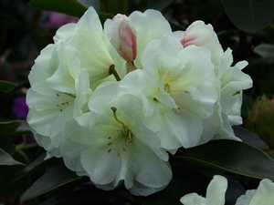 Rhododendron Yakushimanum Creamy Chiffon
