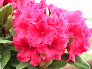 Rhododendron Yakushimanum Dopey