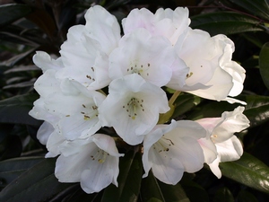 Rhododendron Yakushimanum Edelweiss