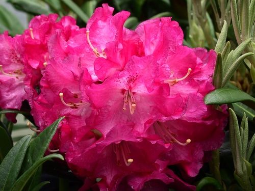 Rhododendron Nofretete